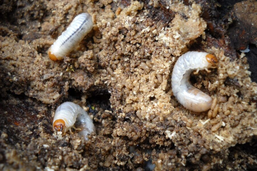 Biologische bestrijding als een natuurlijke oplossing voor tuinproblemen